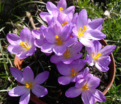 Crocus etruscus ‘Zwanenburg’